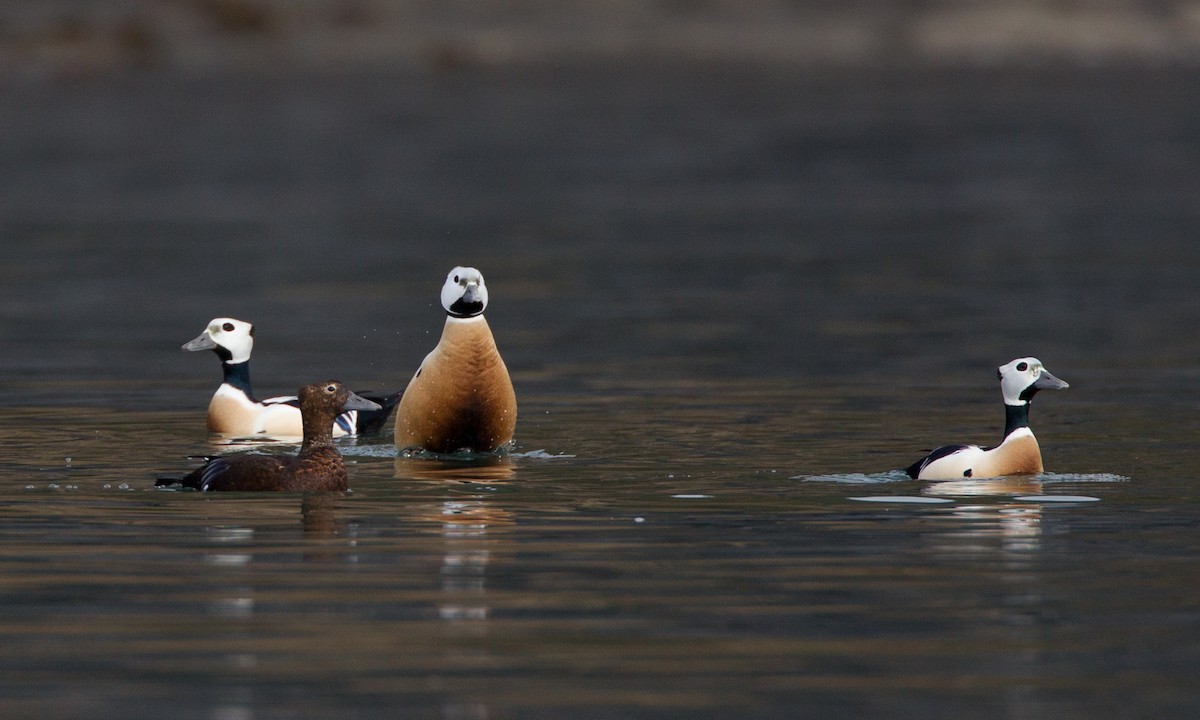 Steller's Eider - Chris Wood