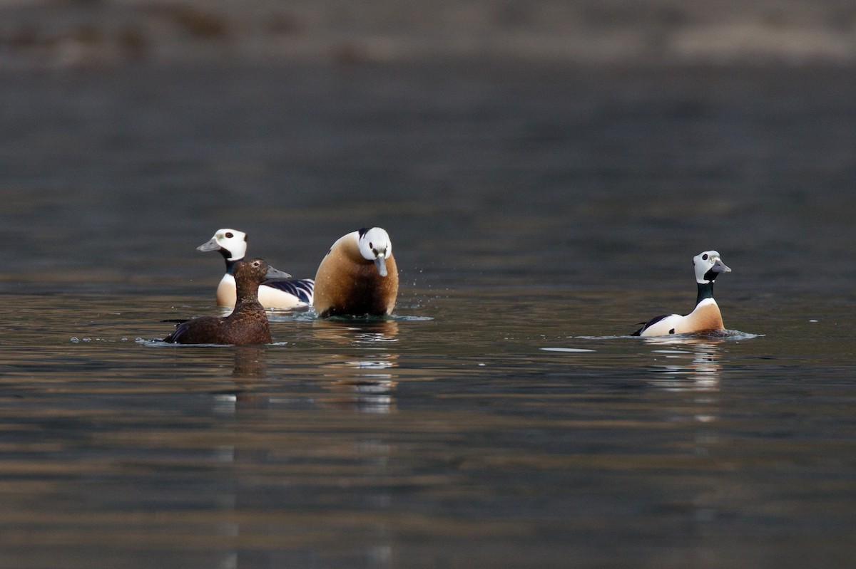 Steller's Eider - Chris Wood