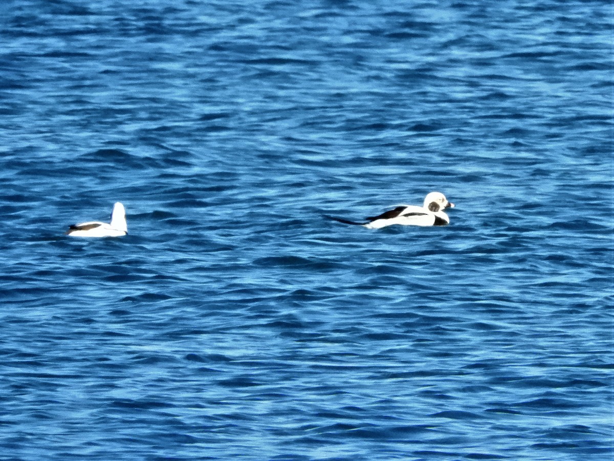 Long-tailed Duck - John Gaglione