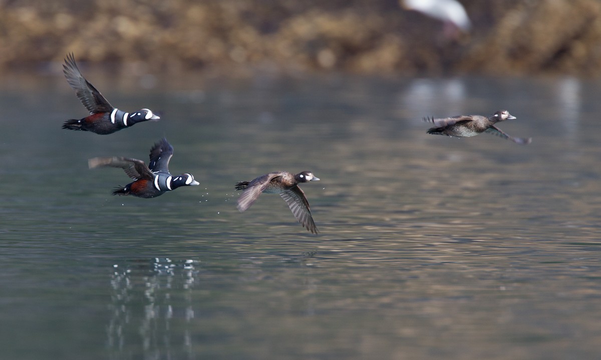 Harlequin Duck - ML27776171