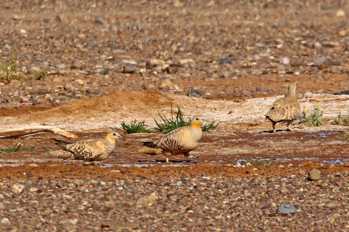 stepokur saharský - ML277761711