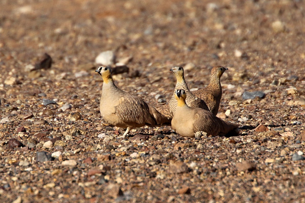 Crowned Sandgrouse - ML277761731