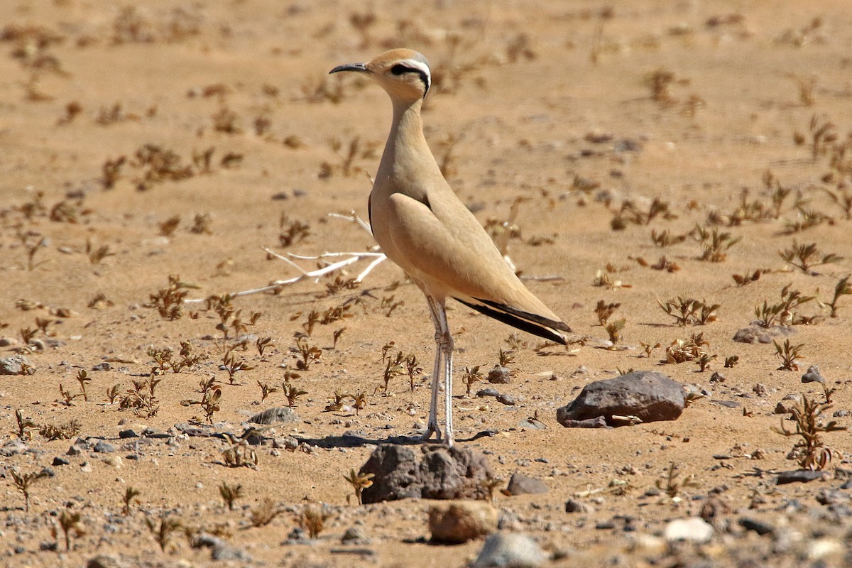 běhulík plavý - ML277761761