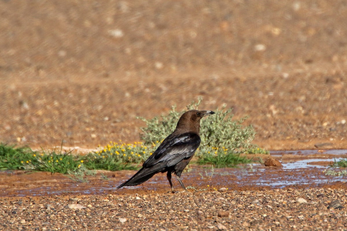 krkavec hnědokrký - ML277761831