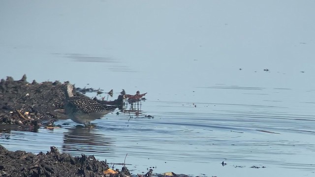 ביצנית עקודה - ML277762811