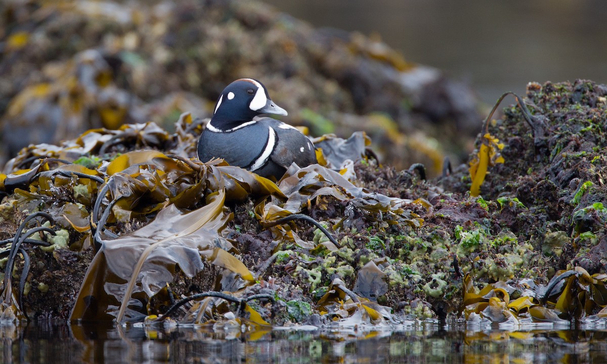 Harlequin Duck - ML27776311