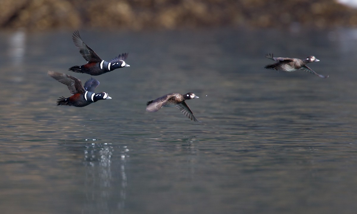 Harlequin Duck - ML27776321