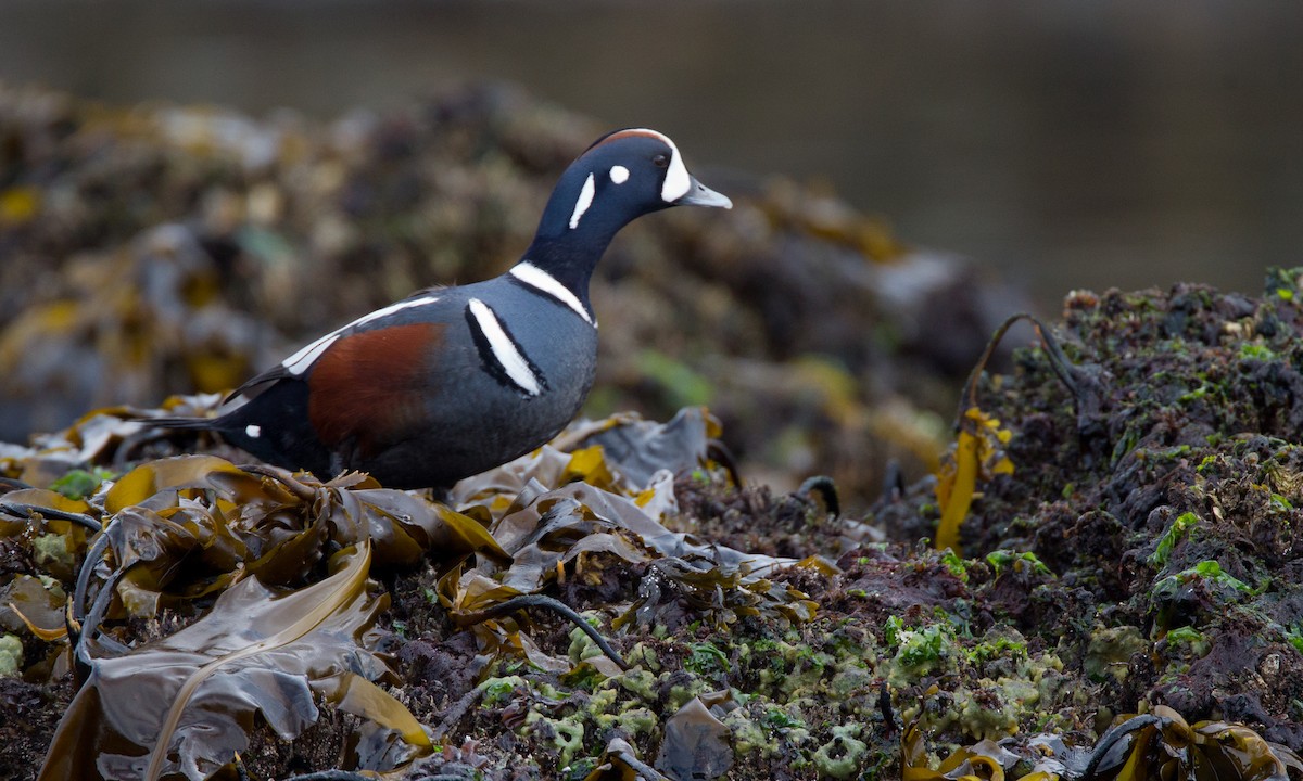 Harlequin Duck - ML27776341