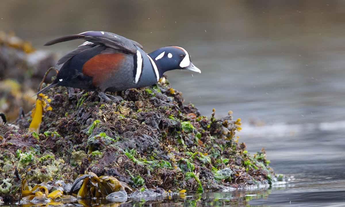 Harlequin Duck - ML27776381