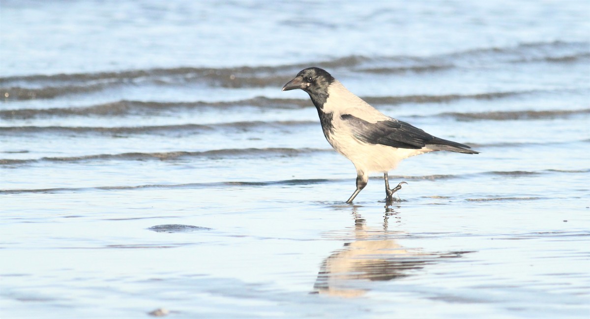 Hooded Crow - ML277764201