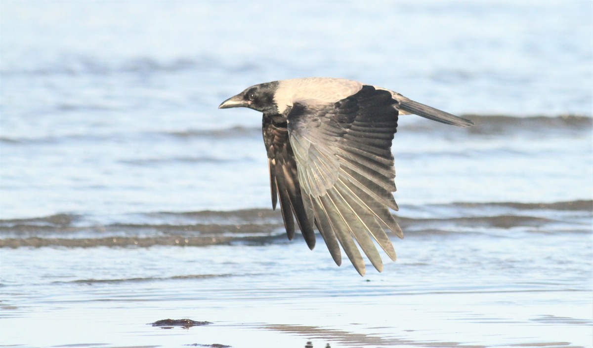 Hooded Crow - ML277764251