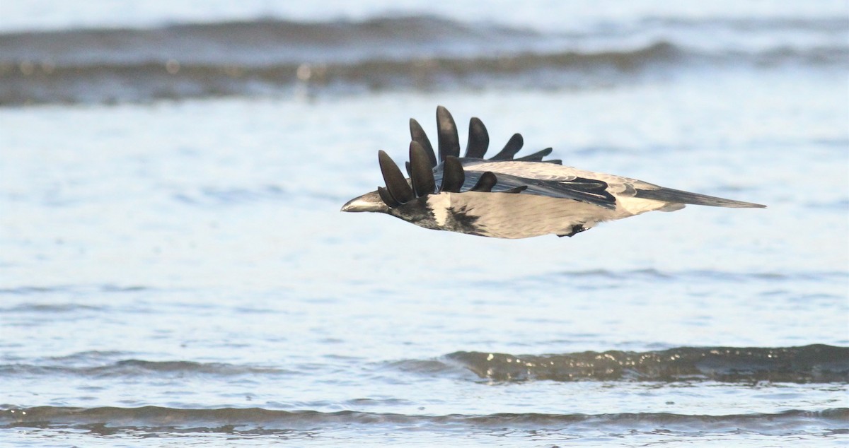 Hooded Crow - ML277764391