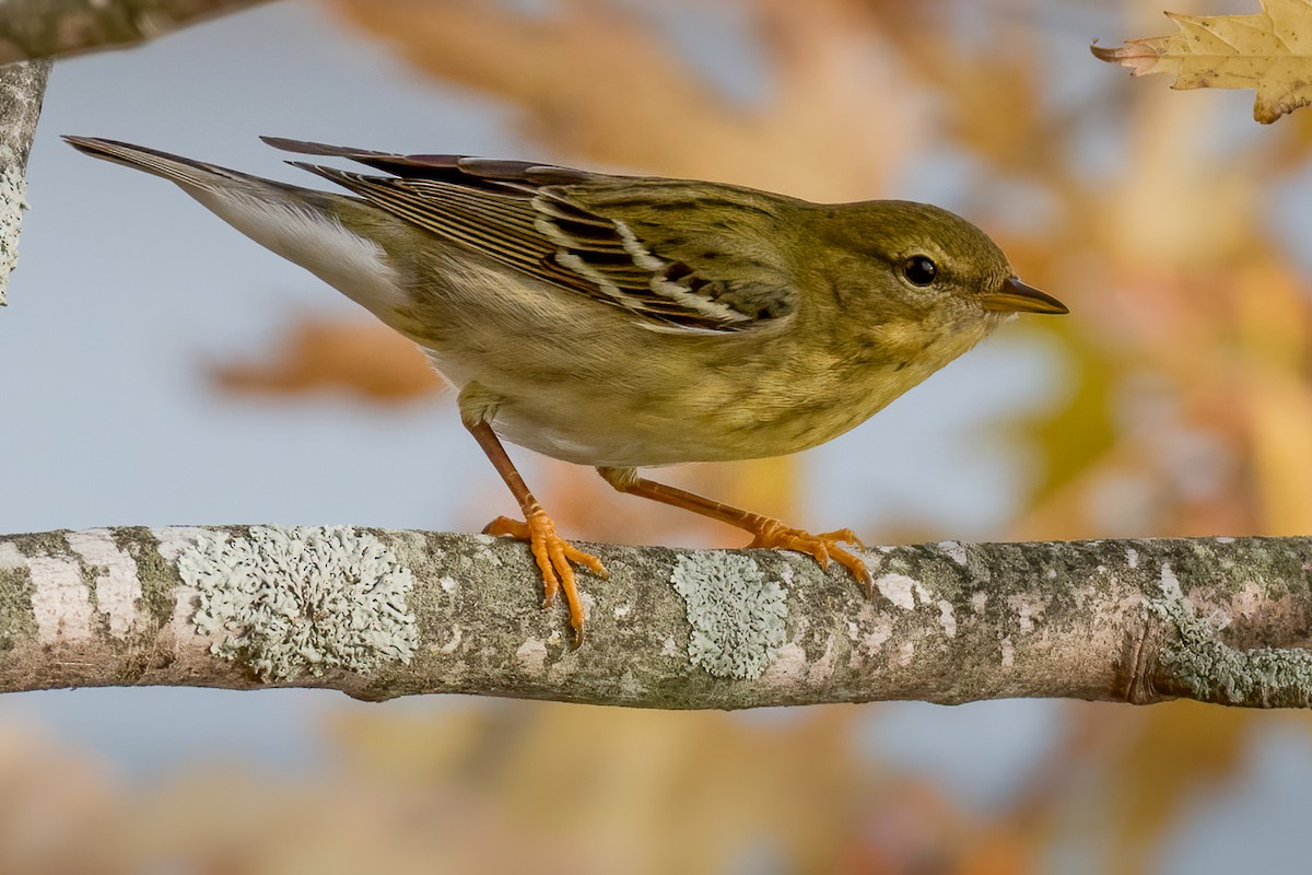 Blackpoll Warbler - ML277765361