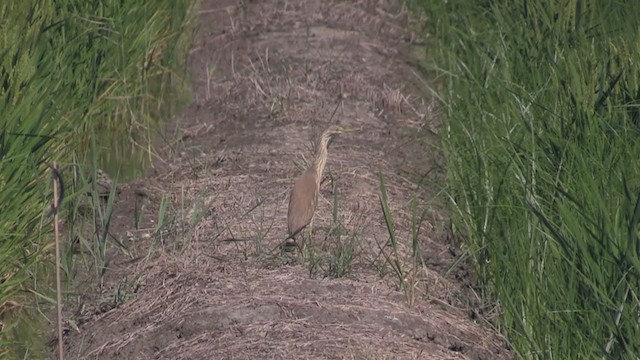 Squacco Heron - ML277765491