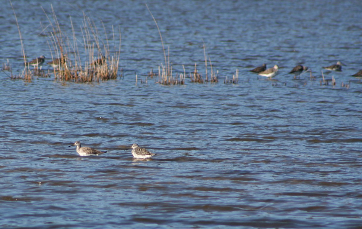 Greater Yellowlegs - ML27776721