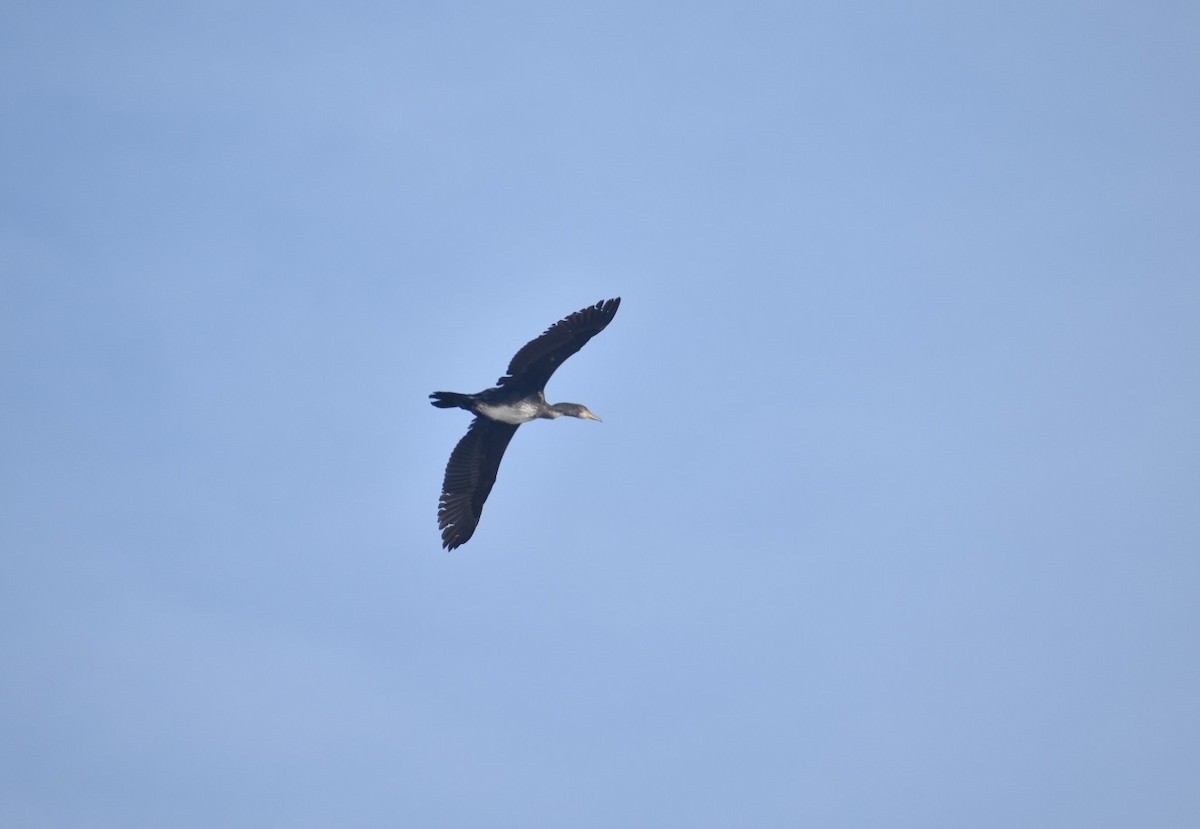 Great Cormorant - ML277767321