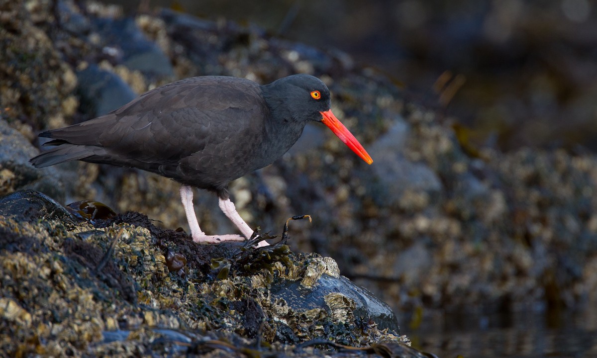 Black Oystercatcher - ML27777001