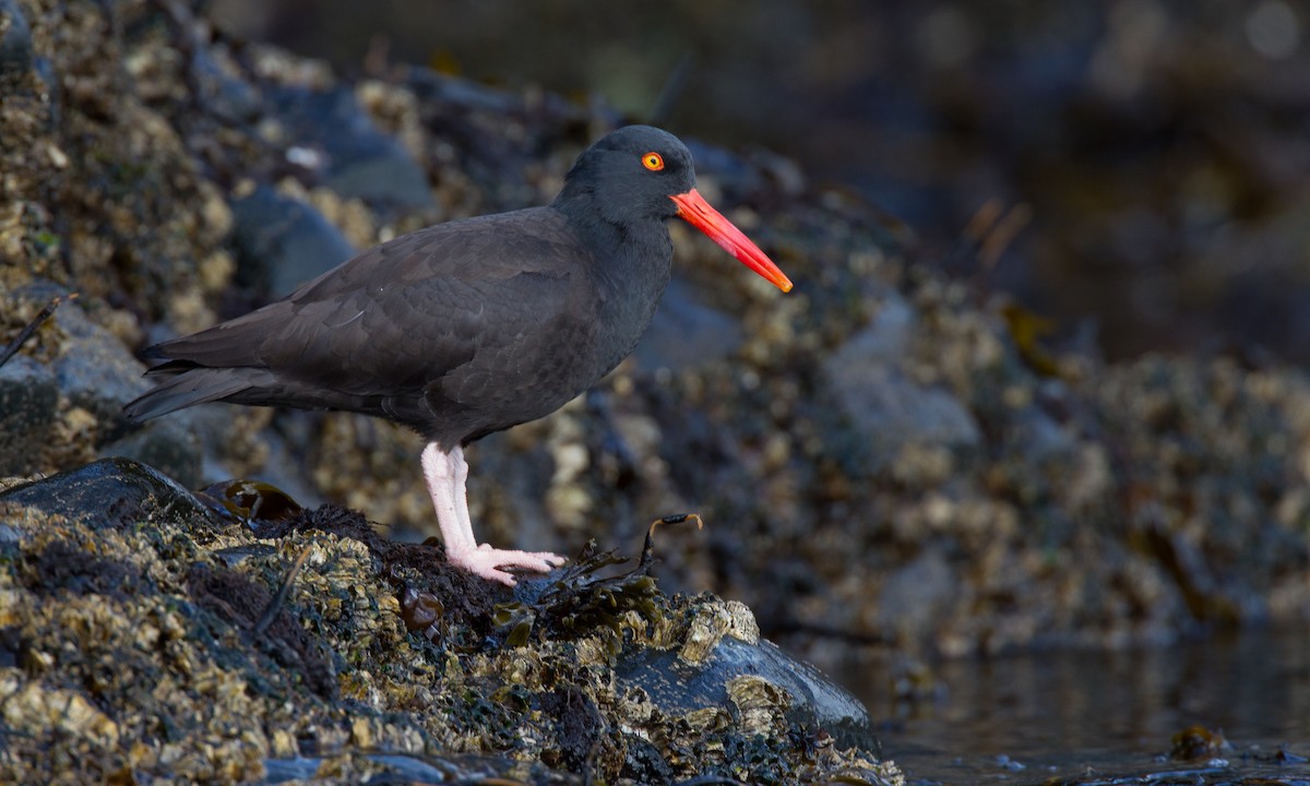 Black Oystercatcher - ML27777051