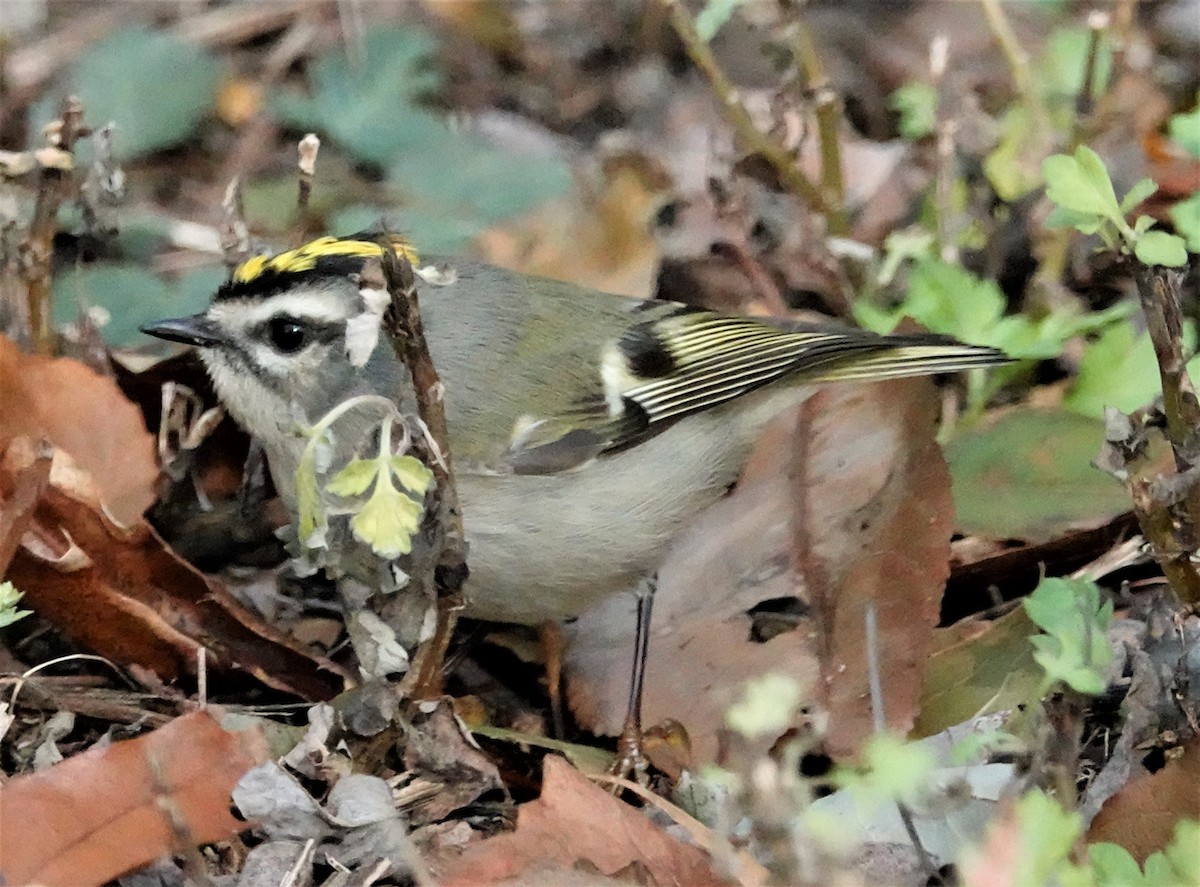 Golden-crowned Kinglet - Cynthia Ehlinger