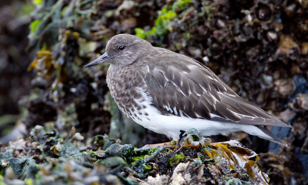 Black Turnstone - Chris Wood