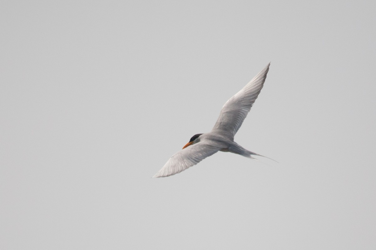 River Tern - Simon Colenutt