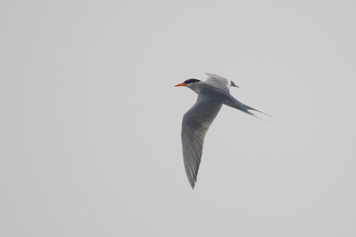 River Tern - Simon Colenutt