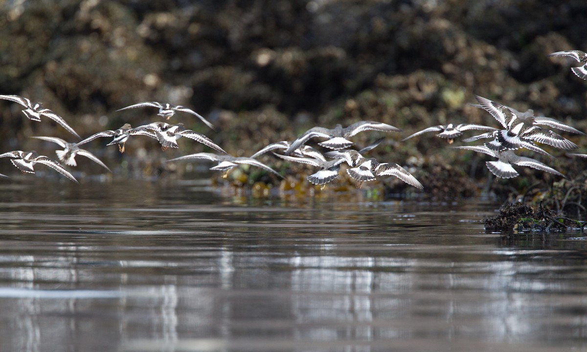 Surfbird - ML27777491