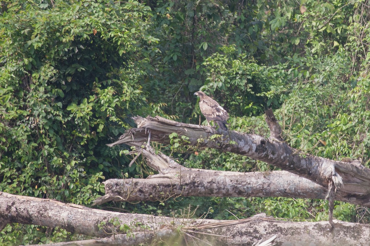 Pallas's Fish-Eagle - Simon Colenutt