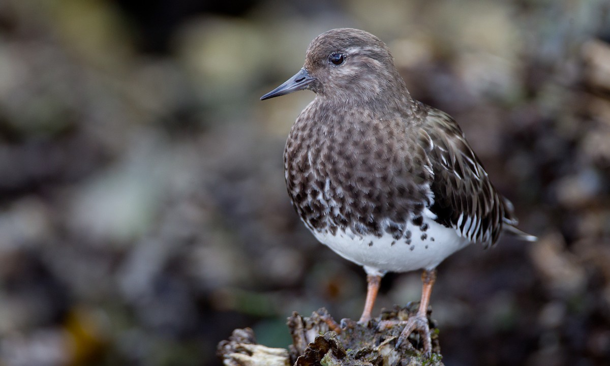 Black Turnstone - ML27777511