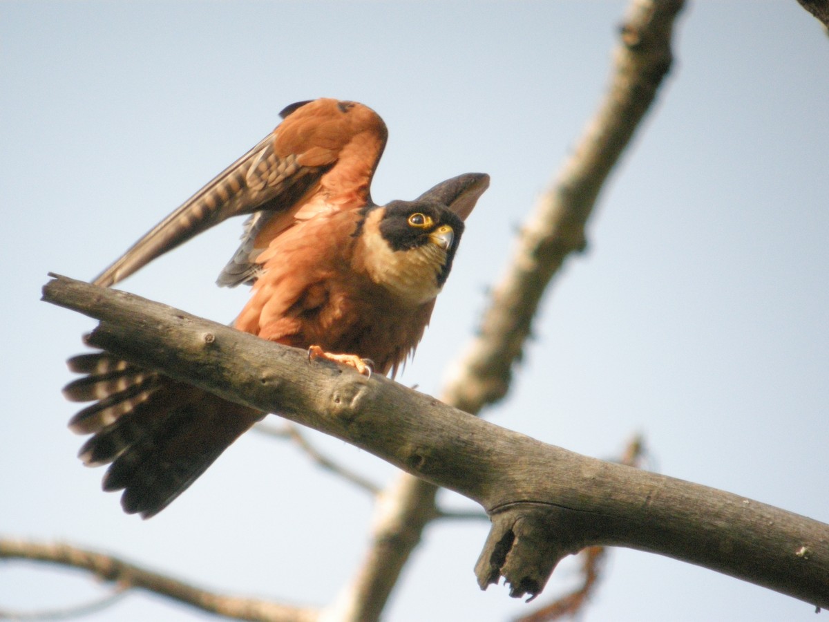 Oriental Hobby - Simon Colenutt