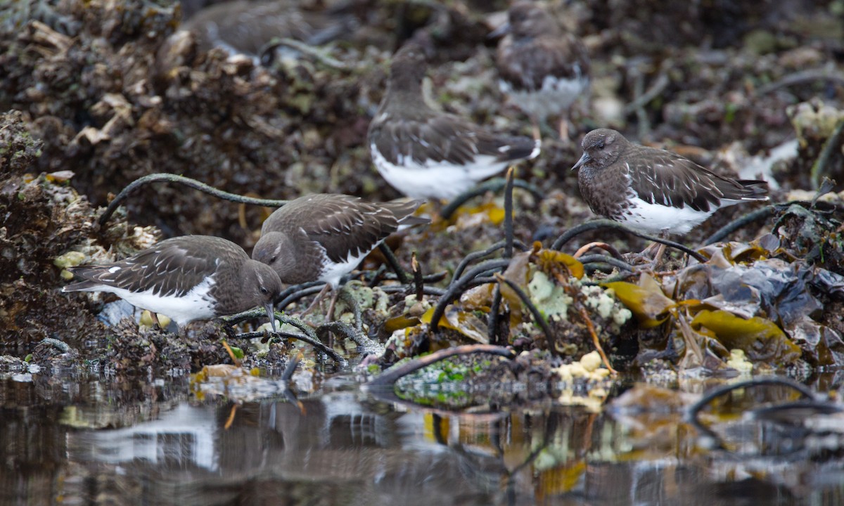 Black Turnstone - ML27777531