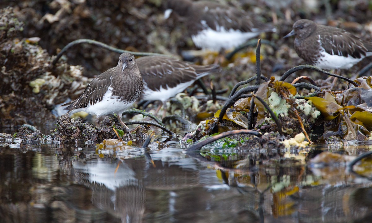 Black Turnstone - ML27777541