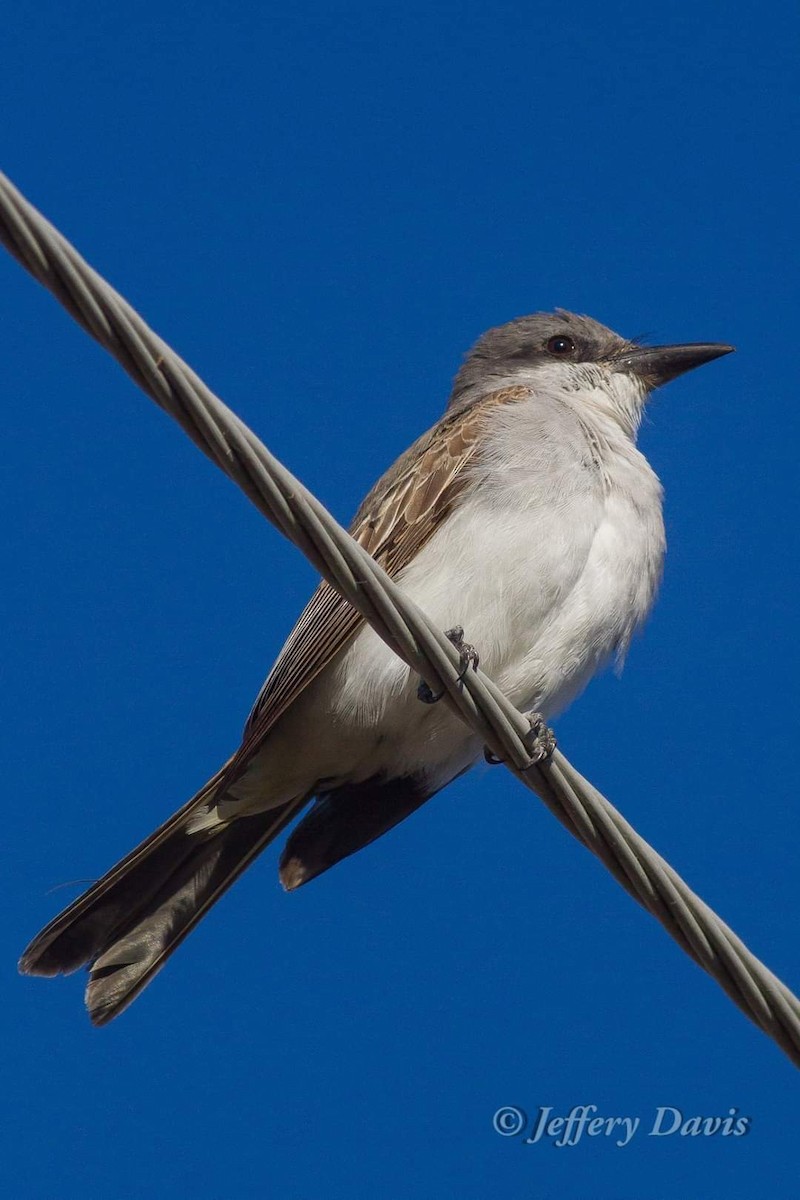 Gray Kingbird - ML277775421