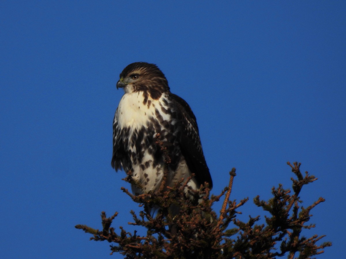 Red-tailed Hawk - ML277775441