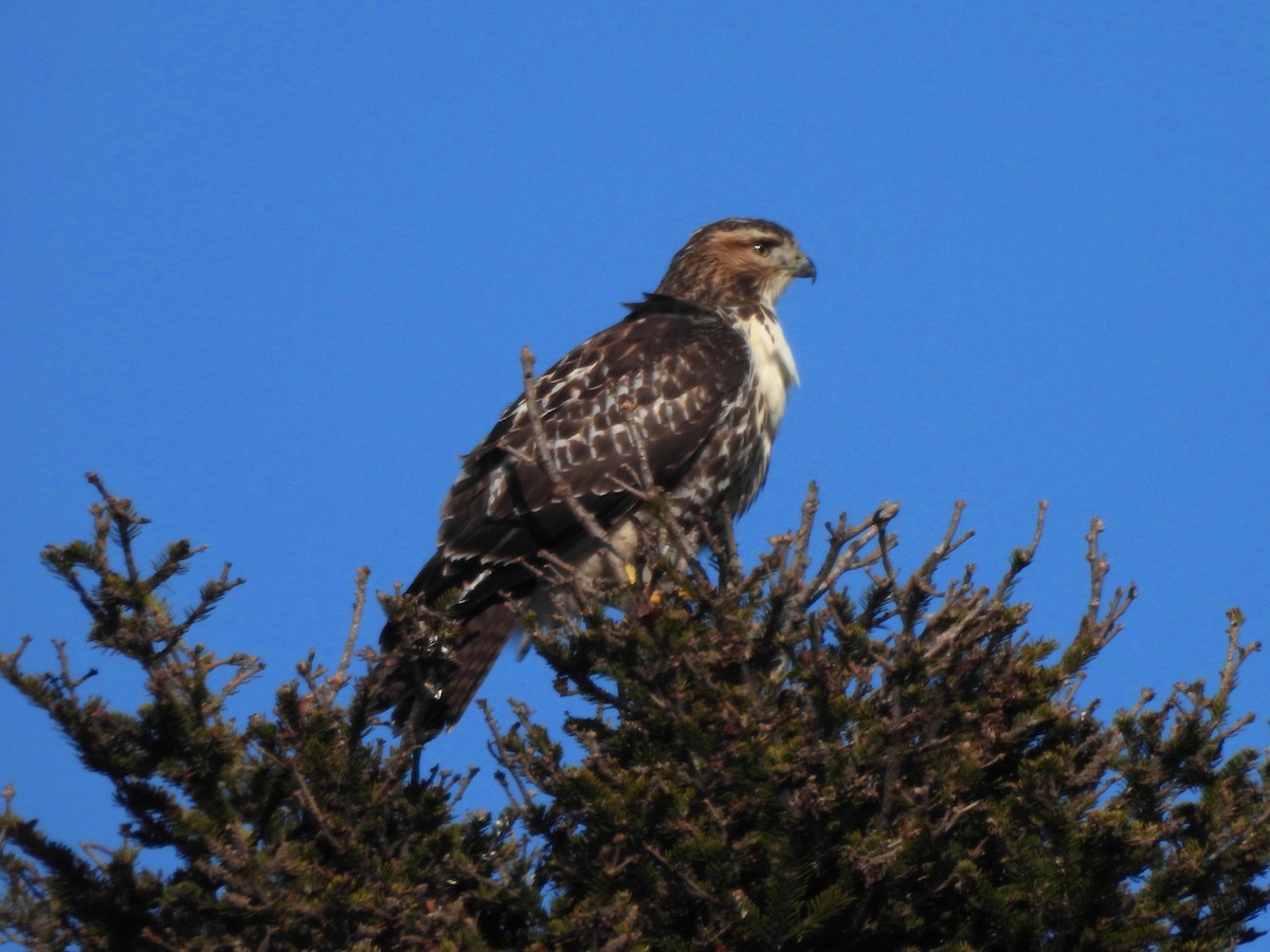 Red-tailed Hawk - ML277775691