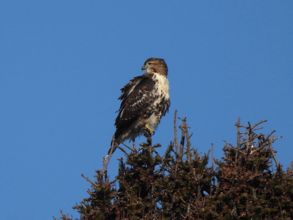 Red-tailed Hawk - ML277775741