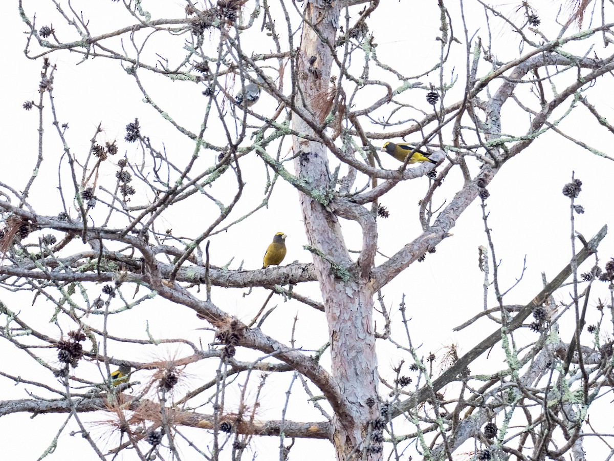 Evening Grosbeak - ML277776591