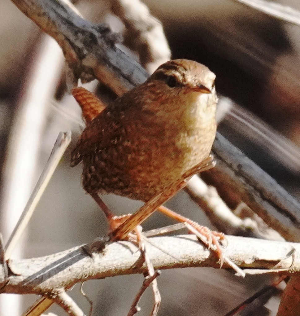 Winter Wren - ML277780181