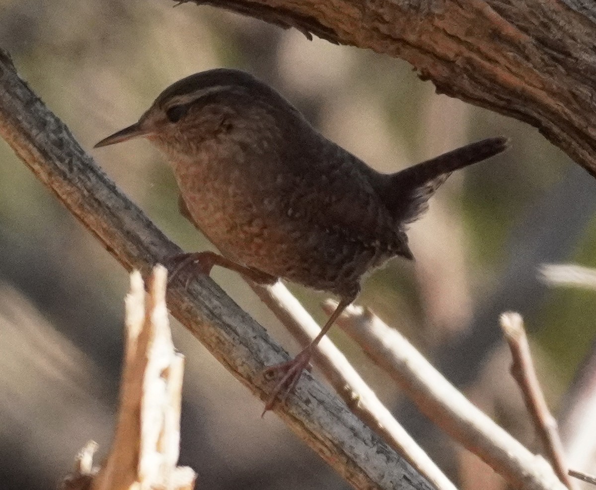 Winter Wren - ML277780231