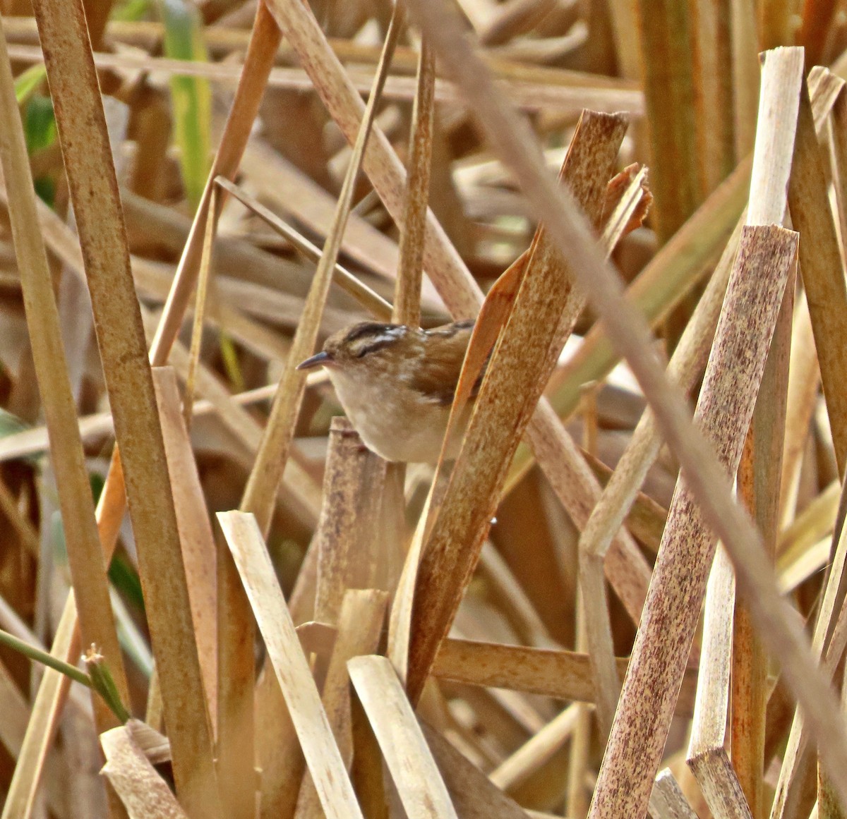 Marsh Wren - ML277780371