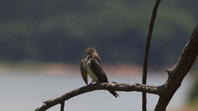 Brown-chested Martin - ML277780441