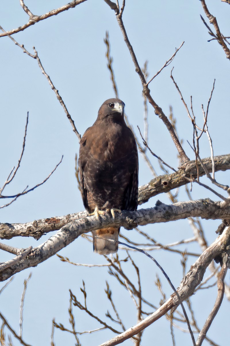 Red-tailed Hawk (calurus/alascensis) - ML277782171