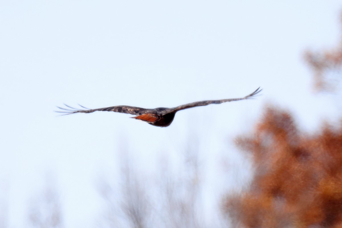 Red-tailed Hawk (calurus/alascensis) - ML277782191