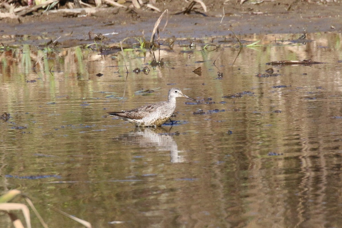 Greater Yellowlegs - ML277782721