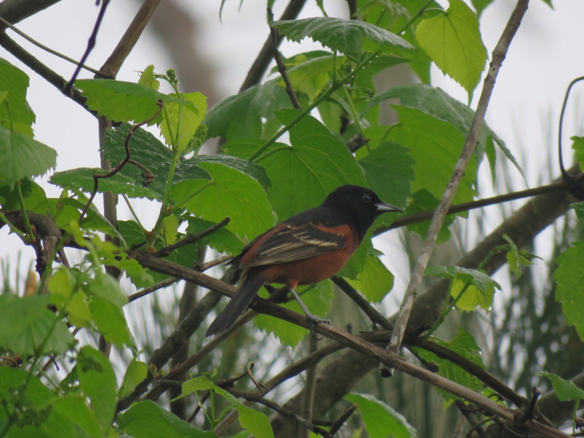 Orchard Oriole - ML27778491