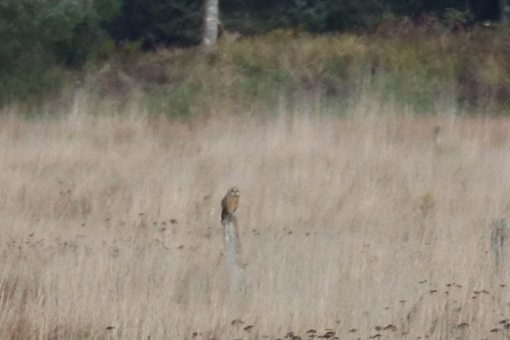 Short-eared Owl - ML277786701
