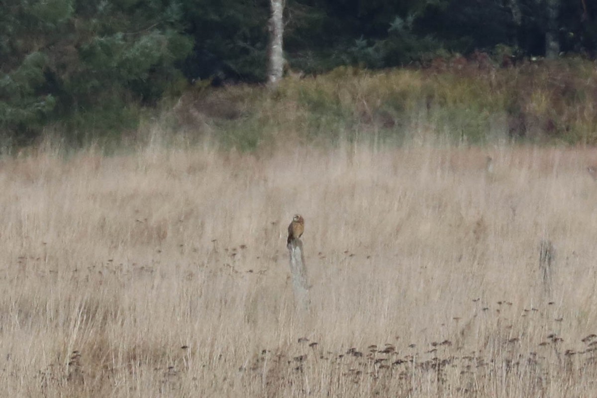 Short-eared Owl - ML277786711