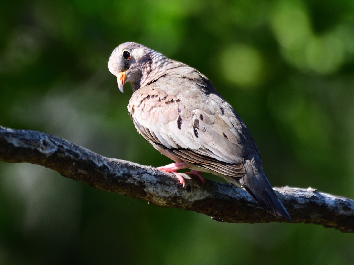 Common Ground Dove - ML277787881