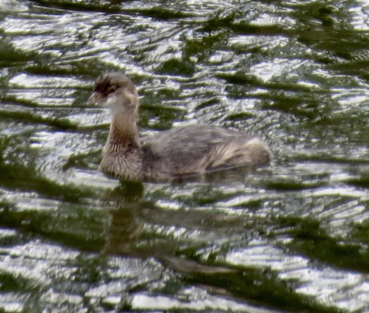 Pied-billed Grebe - ML277788891