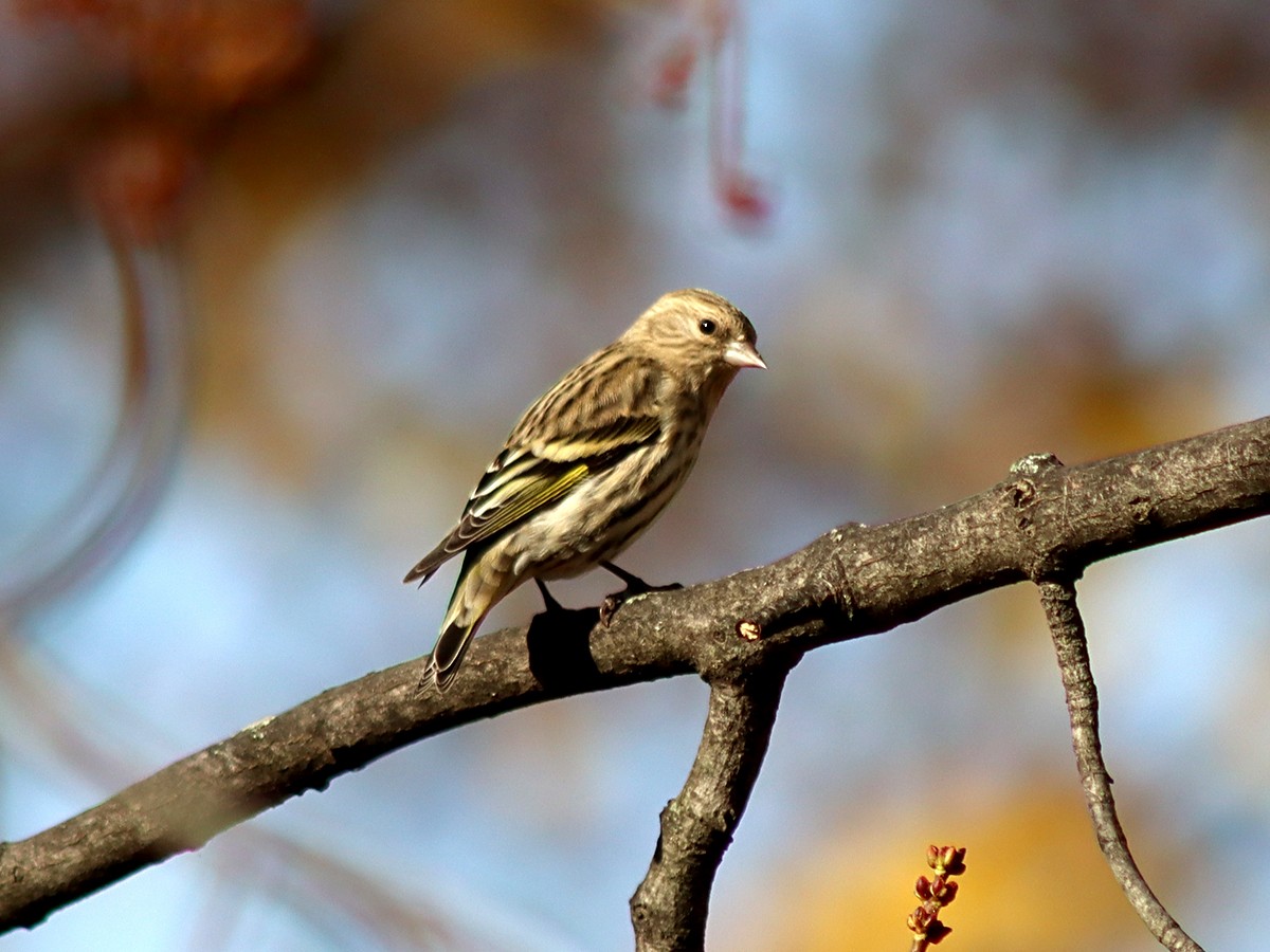 Pine Siskin - Sherry Plessner